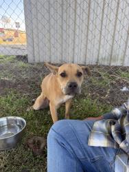 Found/Stray Female Dog last seen Behind Pipers Haven on Pandora Street. Close to Plaza Village, across from Kellogg, close to Eula area., Lafayette, LA 70506
