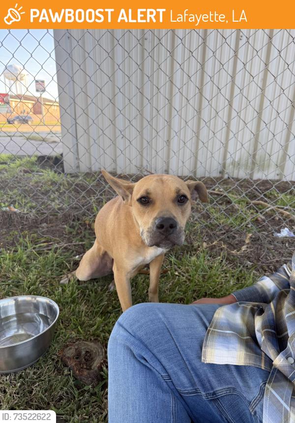 Found/Stray Female Dog last seen Behind Pipers Haven on Pandora Street. Close to Plaza Village, across from Kellogg, close to Eula area., Lafayette, LA 70506