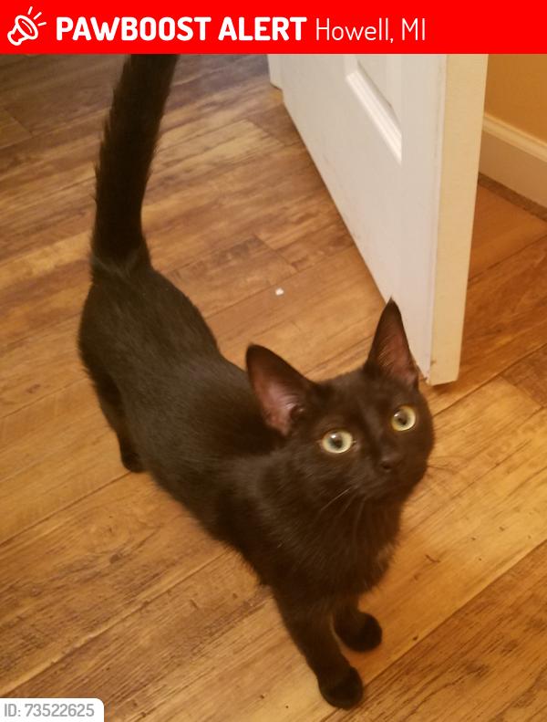 Lost Female Cat last seen Umberland, Howell, MI 48843