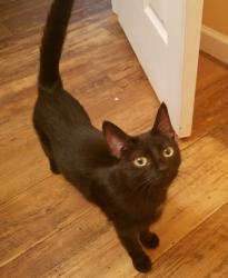 Lost Female Cat last seen Umberland, Howell, MI 48843