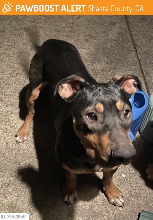 Found/Stray Female Dog last seen Daniels Ln Bear Mountain Road, Shasta County, CA 96003