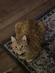 Lost Male Cat last seen Doublegrove street, La Puente, CA 91744