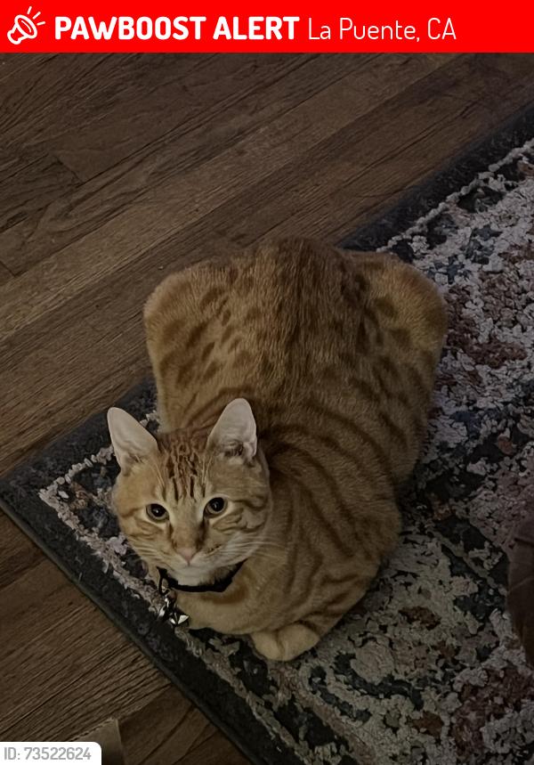 Lost Male Cat last seen Doublegrove street, La Puente, CA 91744