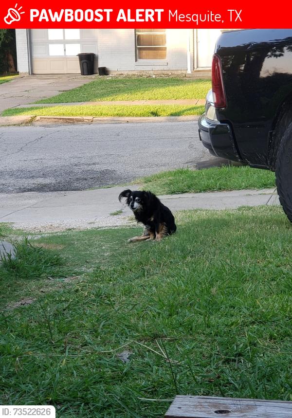 Lost Male Dog last seen Lake june, Mesquite, TX 75149