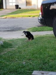 Lost Male Dog last seen Lake june, Mesquite, TX 75149