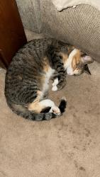Lost Female Cat last seen Around a residential area, Swan Lake, NY 12783