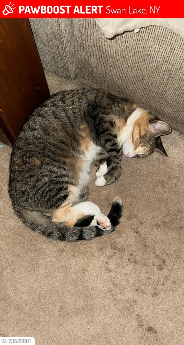 Lost Female Cat last seen Around a residential area, Swan Lake, NY 12783