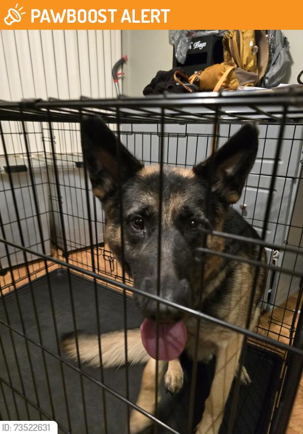 Found/Stray Male Dog last seen Mcmorrow Dr, Lower Merion Township, PA 19004