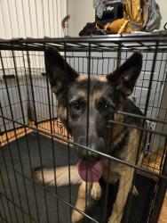 Found/Stray Male Dog last seen Mcmorrow Dr, Lower Merion Township, PA 19004