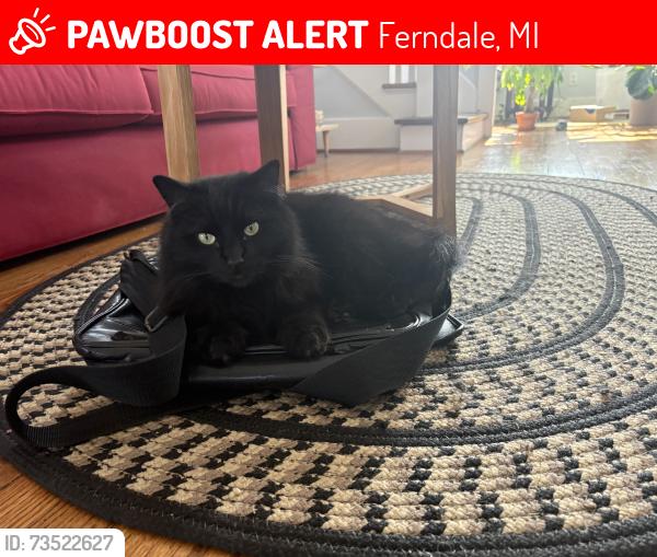 Lost Female Cat last seen 9 mile and Earl Blvd, Ferndale, MI 48220