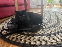 Lost Female Cat last seen 9 mile and Earl Blvd, Ferndale, MI 48220
