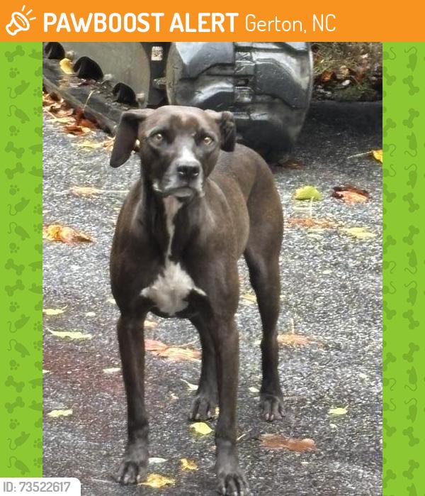 Found/Stray Male Dog last seen Creeside Mountain Camp Ground 28 Chimney View Rd, Bat Cave NC 28710, Gerton, NC 28735