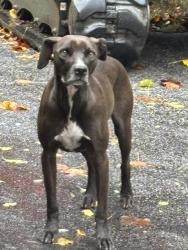 Found/Stray Male Dog last seen Creeside Mountain Camp Ground 28 Chimney View Rd, Bat Cave NC 28710, Gerton, NC 28735