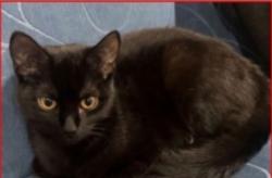 Lost Female Cat last seen Andrews farm, Andrews Farm, SA 5114