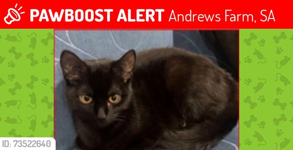 Lost Female Cat last seen Andrews farm, Andrews Farm, SA 5114