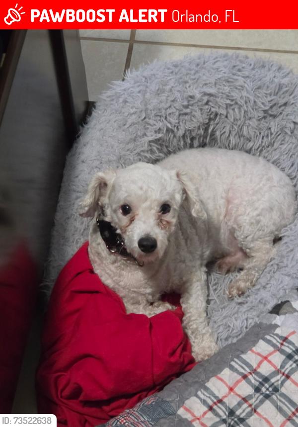Lost Male Dog last seen Owl Cir, Orlando, FL 32825