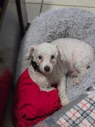 Lost Male Dog last seen Owl Cir, Orlando, FL 32825