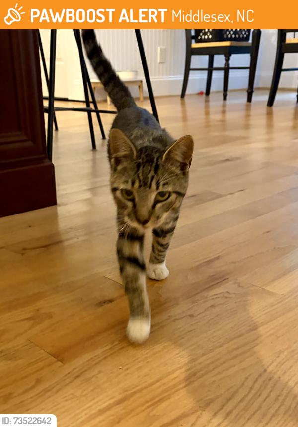 Found/Stray Male Cat last seen Antioch Church Road, Middlesex, NC 27557