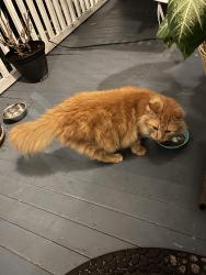 Reunited Male Cat last seen Peninsula and Goodall Ave, Daytona Beach, FL 32118