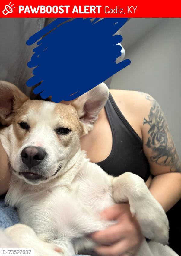 Lost Male Dog last seen Princeton Rd, Cadiz, KY 42211
