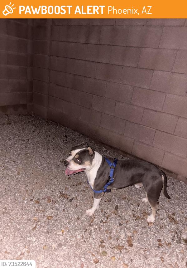 Found/Stray Male Dog last seen 84th drive and crown king rd, Phoenix, AZ 85353