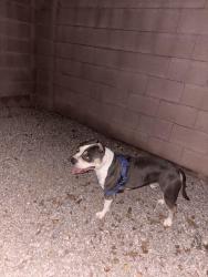 Found/Stray Male Dog last seen 84th drive and crown king rd, Phoenix, AZ 85353