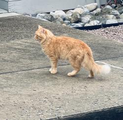 Found/Stray Unknown Cat last seen Six forks rd, Raleigh, NC 27609