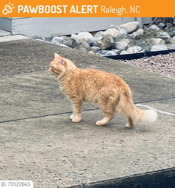 Found/Stray Unknown Cat last seen Six forks rd, Raleigh, NC 27609
