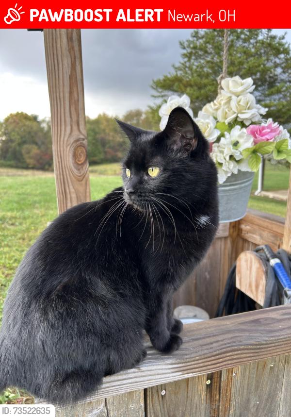 Lost Female Cat last seen Near Licking Trail Road Southeast, Newark, Oh, Usa, Newark, OH 43056