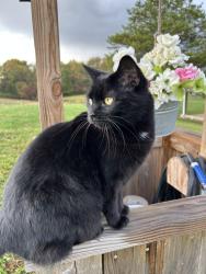 Lost Female Cat last seen Near Licking Trail Road Southeast, Newark, Oh, Usa, Newark, OH 43056