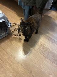 Reunited Female Cat last seen Oak Leaf Drive, Noahs Ark Rd, GA 30236
