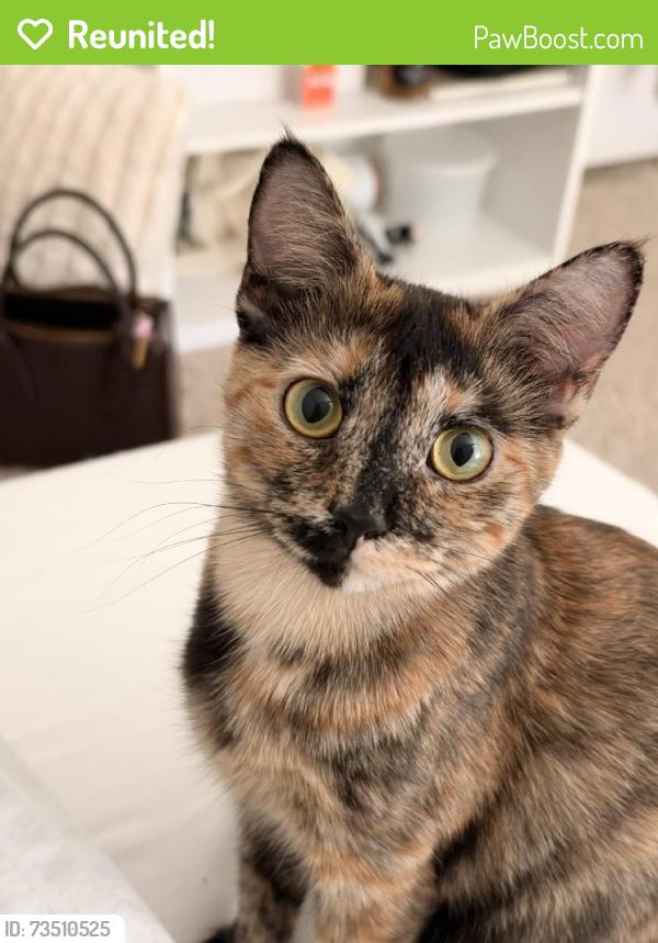 Reunited Female Cat last seen Near Briana Marie Way, Indian Trail, NC 28079, USA, Indian Trail, NC 28079