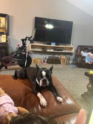 Lost Male Dog last seen Simonton Rd, and Paper Mill Rd, Gwinnett County, GA 30045