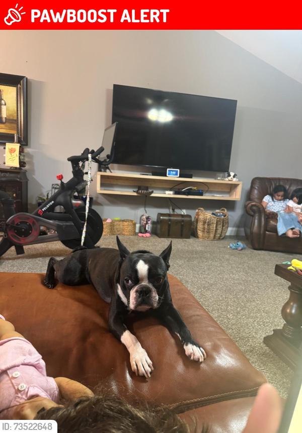 Lost Male Dog last seen Simonton Rd, and Paper Mill Rd, Gwinnett County, GA 30045