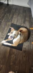 Lost Male Dog last seen S willow dr, Houston, TX 77035