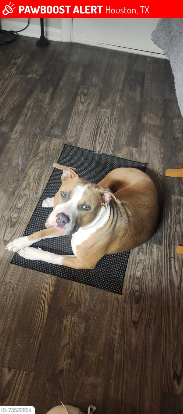 Lost Male Dog last seen S willow dr, Houston, TX 77035