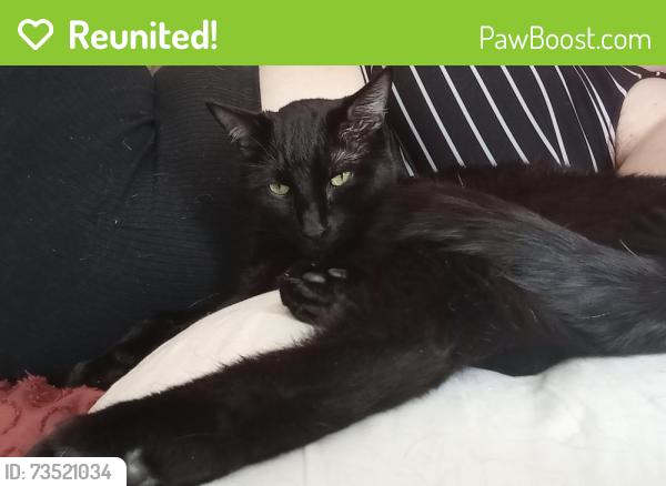 Reunited Male Cat last seen Haddon Hall, Apex, NC 27502