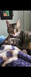 Lost Female Cat last seen Lakeland hills, Auburn, WA 98092
