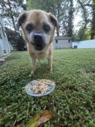 Reunited Unknown Dog last seen Clarendon Ave, Winston-Salem, NC 27106