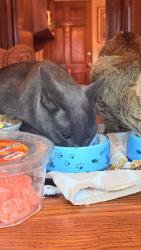 Reunited Male Cat last seen Faulkner Dr, Nashville, TN 37211