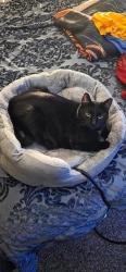 Reunited Female Cat last seen Majestic Cove apmts, Apple Valley, MN 55124