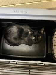 Shelter Stray Female Cat last seen Near BLOCK W 35TH AVE, DENVER CO 80211, 1241 W Bayaud Ave, Denver, CO 80223, USA