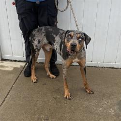 Shelter Stray Male Dog last seen Near BLOCK ROCKFORD LANE, 3528 Newburg Rd, Louisville, KY 40218, USA