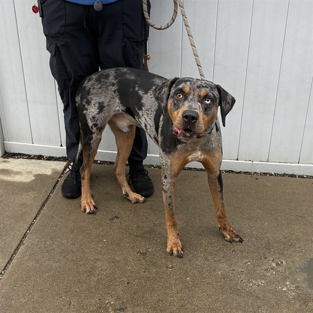 Shelter Stray Male Dog last seen Near BLOCK ROCKFORD LANE, 3528 Newburg Rd, Louisville, KY 40218, USA