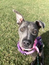 Shelter Stray Female Dog last seen CHARLOTTE, 8315 Byrum Dr, Charlotte, NC 28217, USA