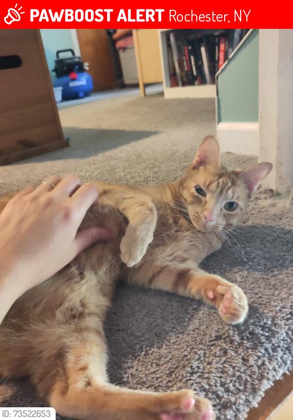 Lost Female Cat last seen Wendover, Rochester, NY 14610