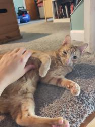 Lost Female Cat last seen Wendover, Rochester, NY 14610