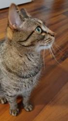 Lost Male Cat last seen Jack Rival Way, Dungannon, VA 24245