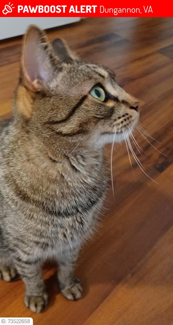 Lost Male Cat last seen Jack Rival Way, Dungannon, VA 24245