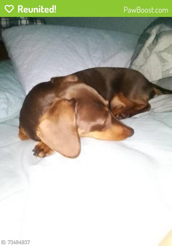 Reunited Female Dog last seen CNR of GUINEAS CK Rd & IVERSIDEdve CURRUMBIN WAYERS, Elanora, QLD 
